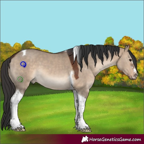 Horse Color:Brown Dun Tobiano 