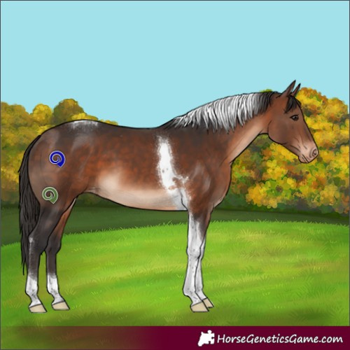 Horse Color:Bay Tobiano Appaloosa 
