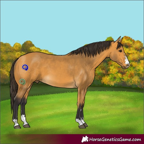 Horse Color:Buckskin