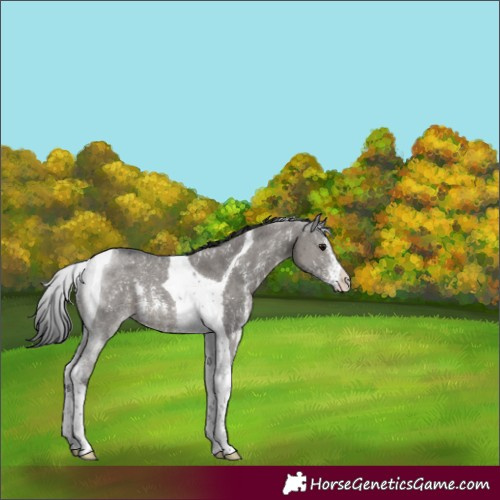 Horse Color:Grullo Sabino Tobiano Rabicano