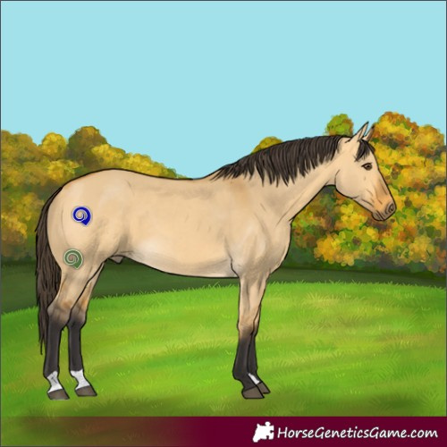 Horse Color:Buckskin Dun 