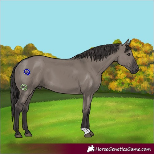 Horse Color:Smoky Grullo