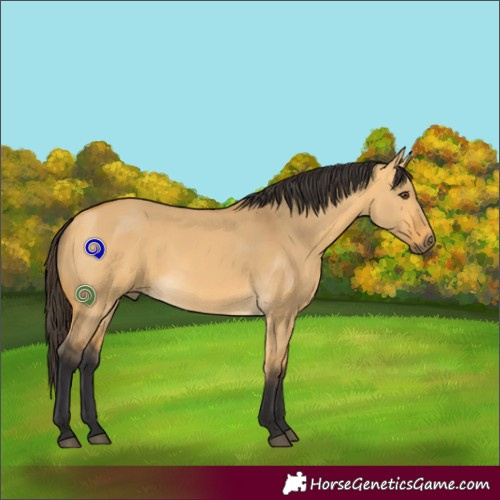 Horse Color:Buckskin Dun
