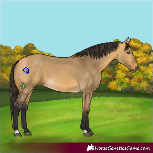 Horse Color:Buckskin Dun 
