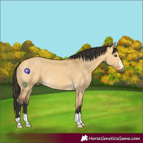 Horse Color:Buckskin Dun 