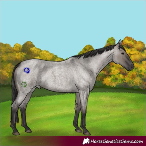 Horse Color:Smoky Grullo Roan