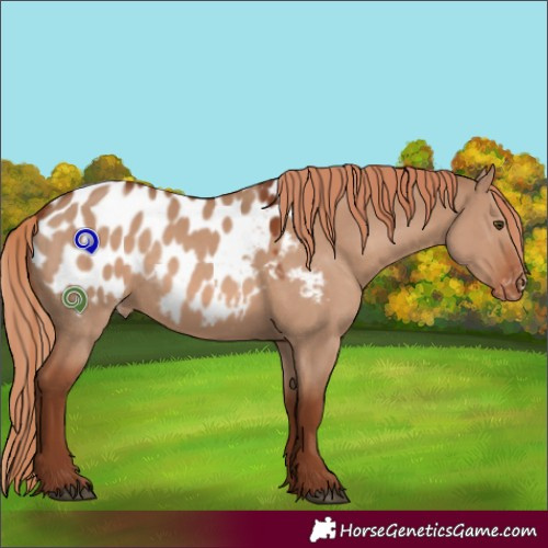 Horse Color:Red Dun Appaloosa