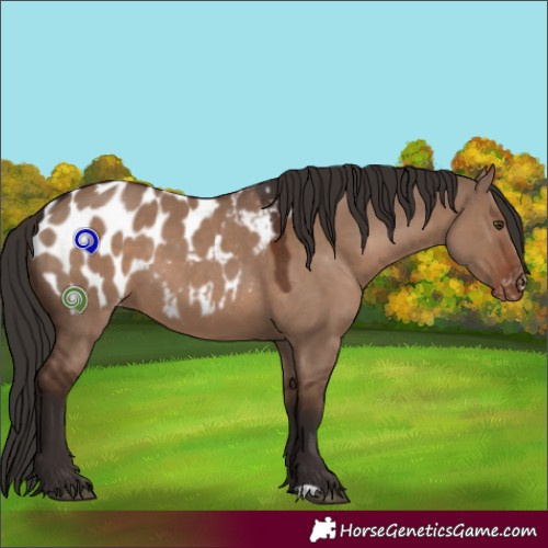 Horse Color:Liver Red Dun Appaloosa 