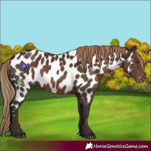 Horse Color:Liver Chestnut Appaloosa
