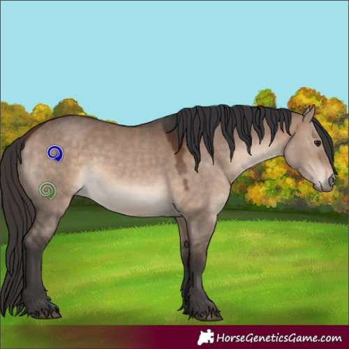 Horse Color:Bay Dun