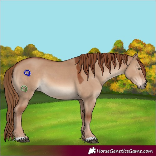 Horse Color:Red Dun