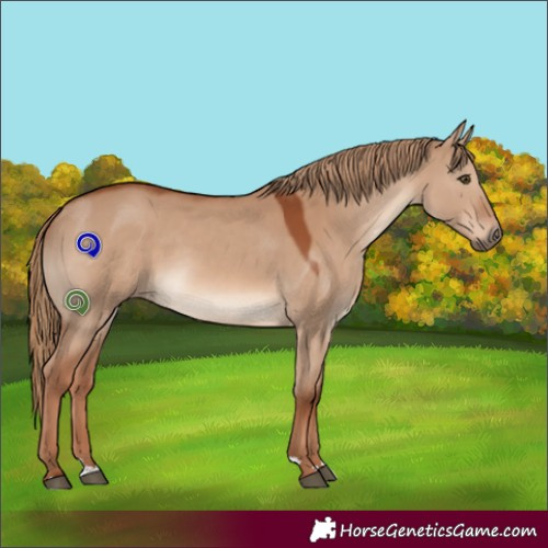 Horse Color:Red Dun 