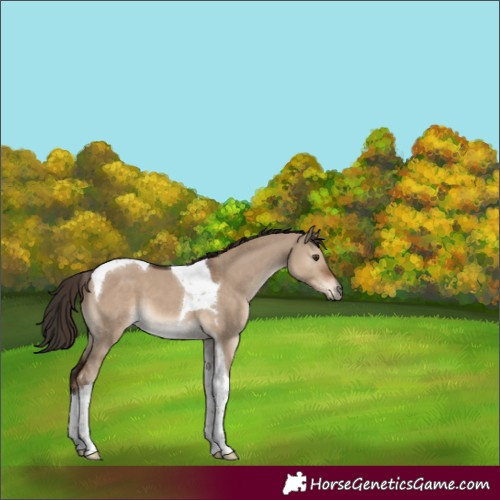 Horse Color:Liver Red Dun Tobiano 