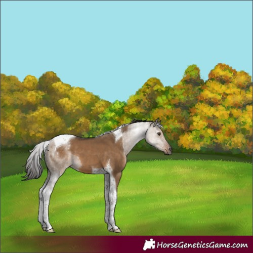 Horse Color:Gray Liver Red Dun Tobiano 
