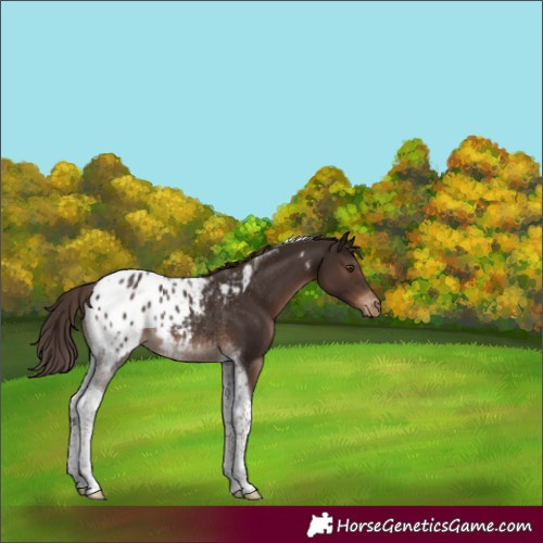 Horse Color:Liver Chestnut Tobiano Appaloosa Rabicano 