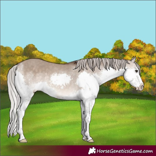 Horse Color:White Spotted Silver Brown Dun Splash Rabicano 