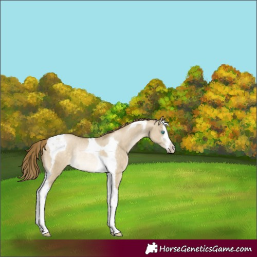 Horse Color:White Spotted Buckskin Pearl Dun Tobiano Rabicano 