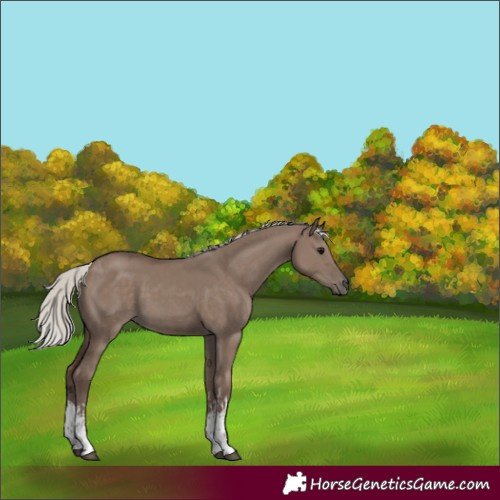 Horse Color:White Spotted Silver Grullo 