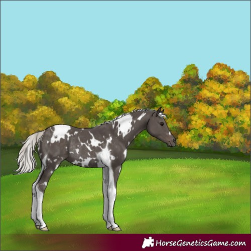 Horse Color:White Spotted Silver Black Tobiano Rabicano 