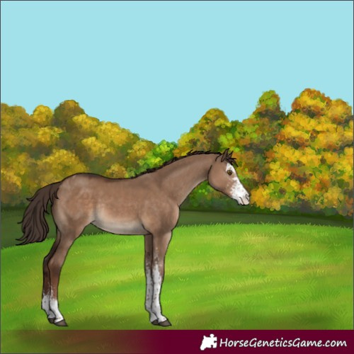 Horse Color:Liver Red Dun Sabino Tobiano Rabicano