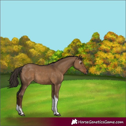 Horse Color:Gray Liver Red Dun Tobiano Rabicano