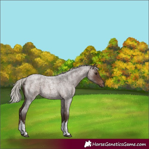 Horse Color:White Spotted Silver Brown Roan