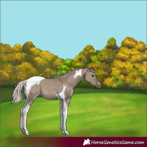 Horse Color:Silver Grullo Tobiano 
