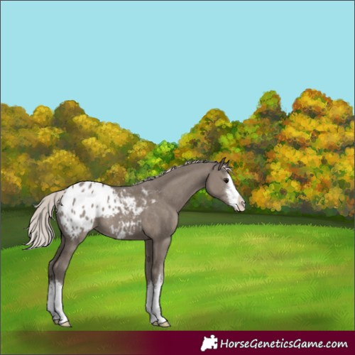 Horse Color:White Spotted Silver Grullo Appaloosa 