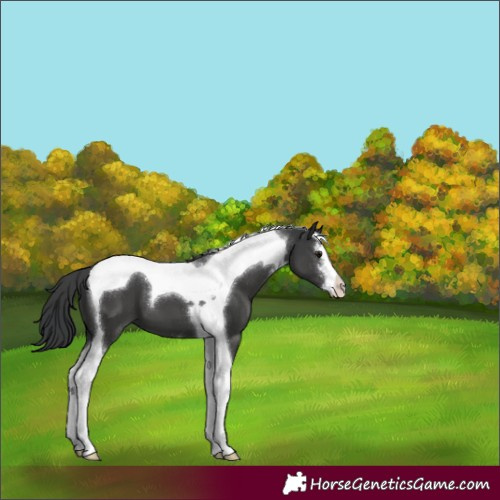 Horse Color:White Spotted Black Tobiano 