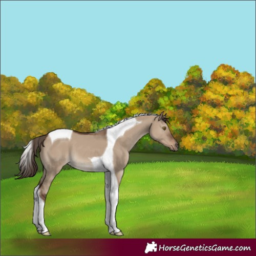 Horse Color:Liver Red Dun Tobiano 