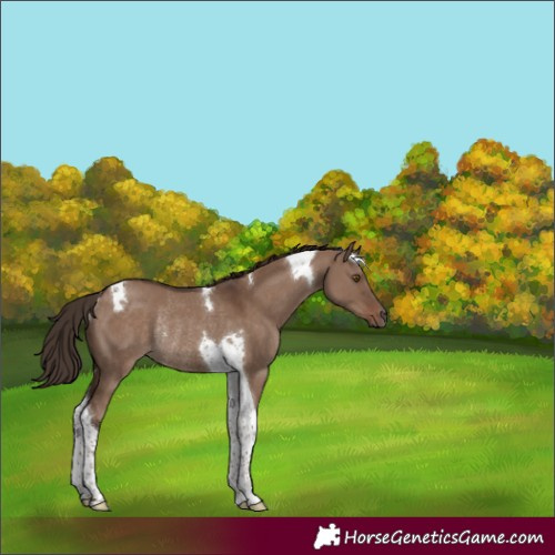 Horse Color:Liver Red Dun Tobiano Rabicano 