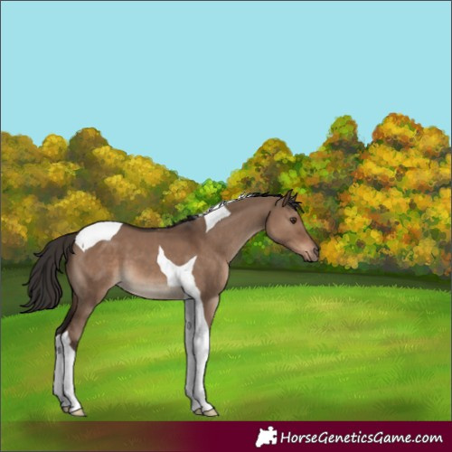 Horse Color:Liver Red Dun Tobiano