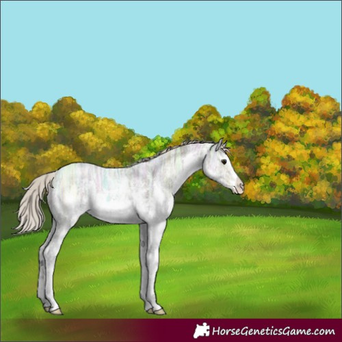 Horse Color:White Spotted Silver Black Ice Sabino 
