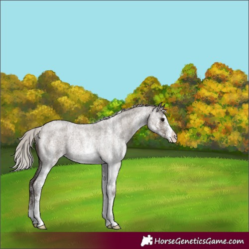 Horse Color:White Spotted Silver Grullo Roan Rabicano 