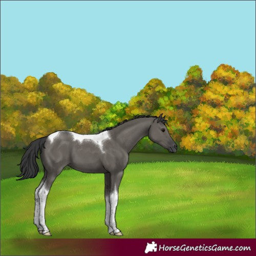 Horse Color:Grullo Tobiano 