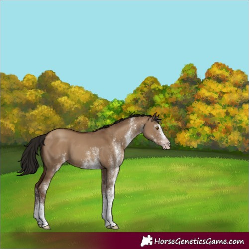Horse Color:Gray White Spotted Classic Champagne Dun 