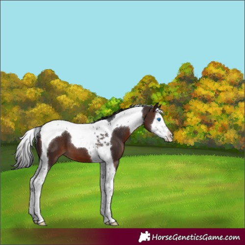 Horse Color:Brown Splash Tobiano