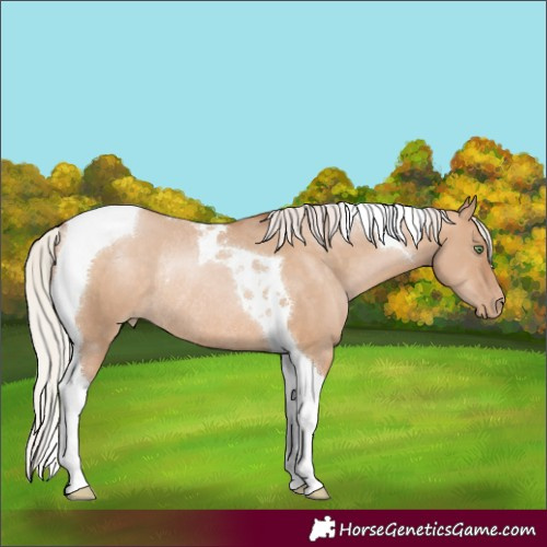 Horse Color:Silver Bay Pearl Dun Tobiano Rabicano