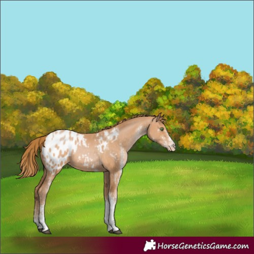 Horse Color:White Spotted Bay Pearl Tobiano Appaloosa