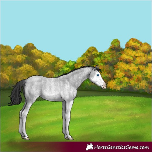 Horse Color:White Spotted Blue Roan Splash Rabicano