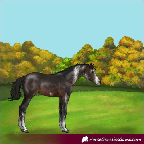 Horse Color:Gray White Spotted Bay Rabicano 