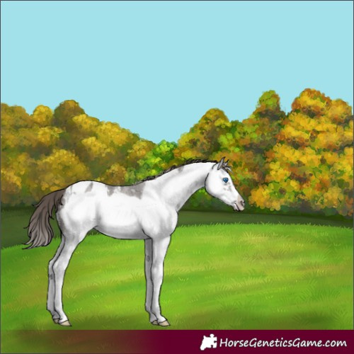 Horse Color:White Spotted Smoky Grullo Splash Frame Appaloosa 