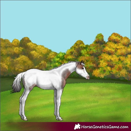 Horse Color:Brown Roan Tobiano Frame Rabicano