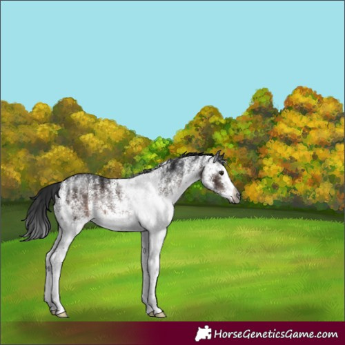 Horse Color:Gray White Spotted Brown Splash Rabicano