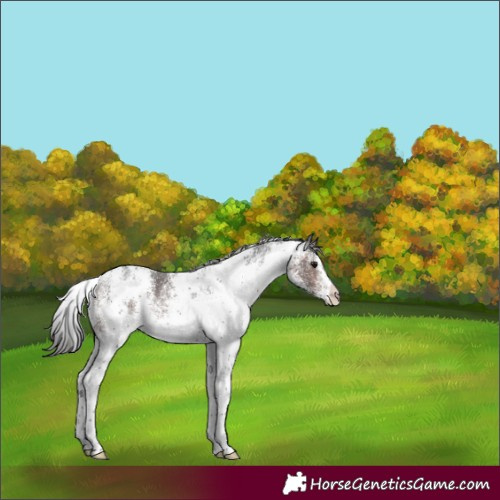 Horse Color:White Spotted Brown 