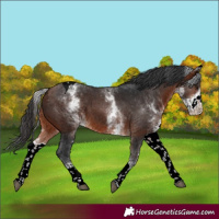 Horse Color:White Spotted Bay Tobiano 