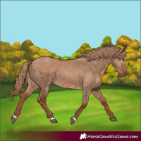 Horse Color:Red Dun 