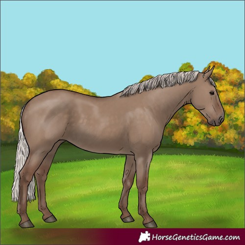 Horse Color:Silver Grullo 