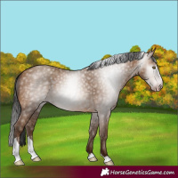 Horse Color:Gray Amber Champagne Tobiano