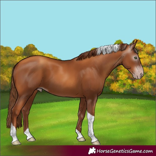 Horse Color:Gray Gold Champagne Tobiano